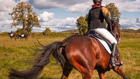 Photo de De Paardensmidse