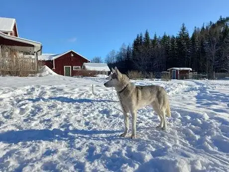 Photo de Amarok séjour Laponie