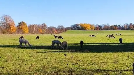 Photo de Saar alpaca GbR