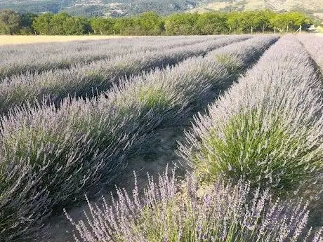 Photo de Gülhan'in Lavanta Bahçesi