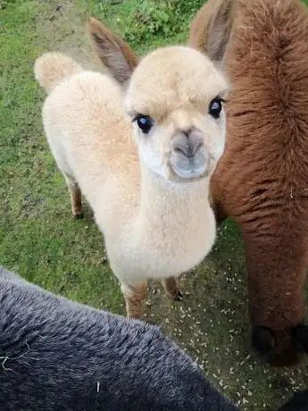 Photo de Alpaca farm in Kråkshult