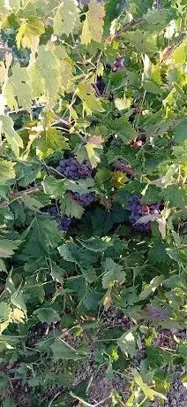 Photo de Koso (Beğendik Köyü)