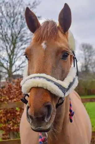 Photo de Ice Equestrian