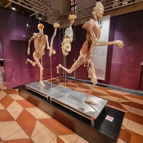 Photo de Real Bodies