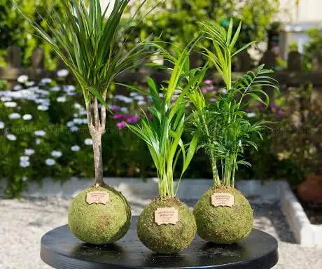 Photo de Kokedamas Lucciana