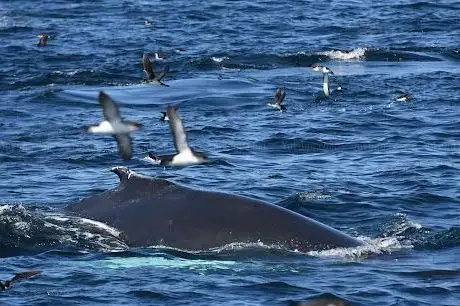 Photo de Aquaventures Whale & Dolphin Watching Tours Diving & Snorkel Rental