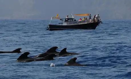 Photo de Whale Watching La Gomera - Just Whale Watching