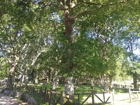 Photo de Ãrea Recreativa de Cuspedriños