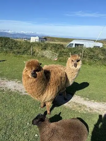 Lios Stone Circle & Animal Feeding
