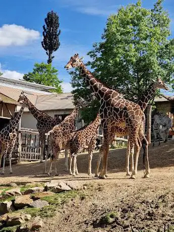 Photo de ZooParc de Beauval