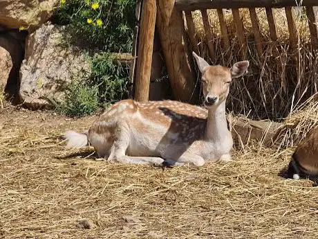 Photo de Zoo del Pirineu