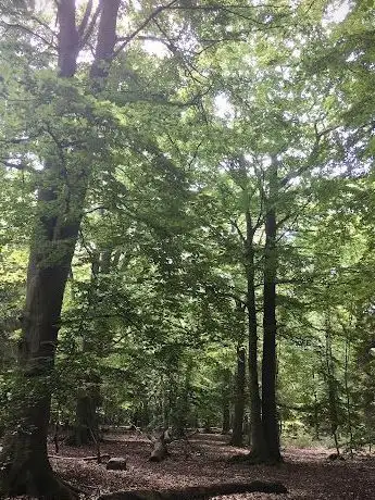 Photo de Pålsjö skog naturreservat