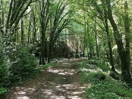 Photo de Pigeon Hole Wood
