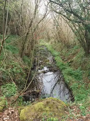 Clements Wood  Larne