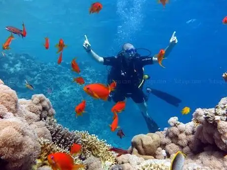 Photo de Desert Rose Diving Center