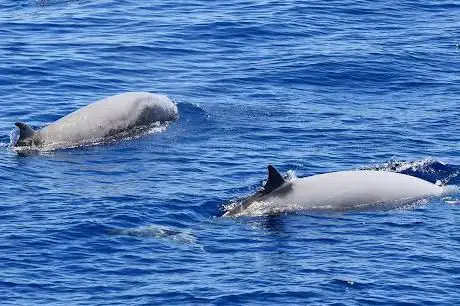 Photo of WHALE WATCHING EXPERIENCE - BMC