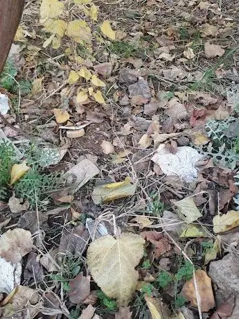 Photo de Çoçuk Parkı