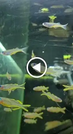 Photo of Hobby Aquarium