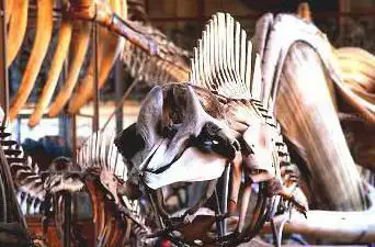 Photo de Galerie de Paléontologie et d'Anatomie comparée