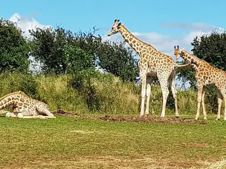 Photo of South Lakes Safari Zoo