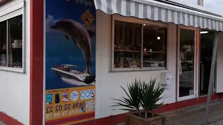 Photo de Dauphins Martinique