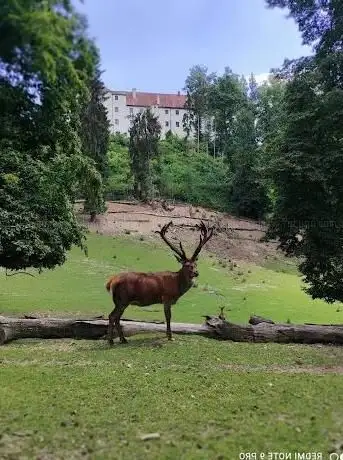 Photo of Wild Park Castle Ortenburg