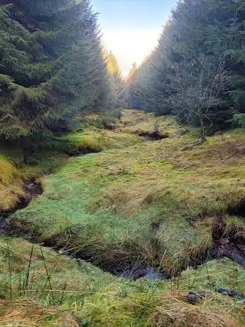 Photo de Stang Forest