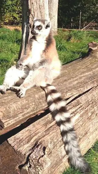 Photo de Parc zoologique de Pescheray