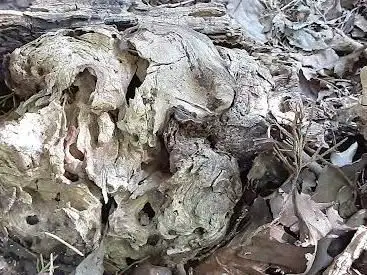 Photo de Forrest Hills Disc Golf Paradise