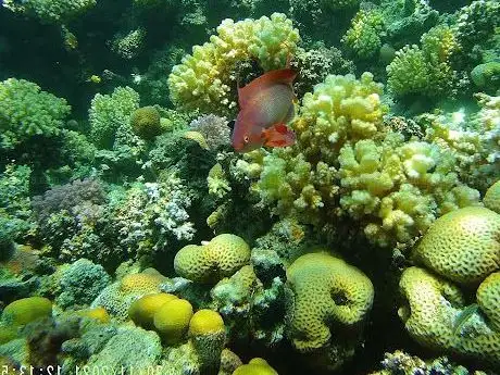 Photo de Coral reef Makadi Bay