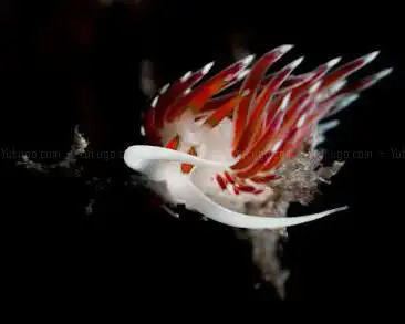 Photo de Blu dive Center