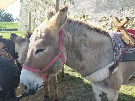 Photo de Les Ânes de la Citadelle