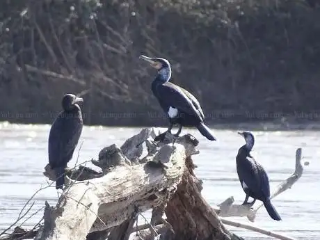 Photo de Foce del fiume Crati
