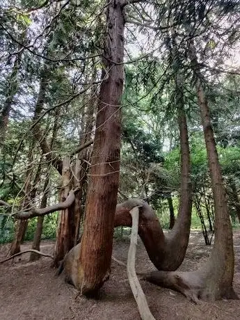 Photo de Jardin botanique forestier de Charlottenlund