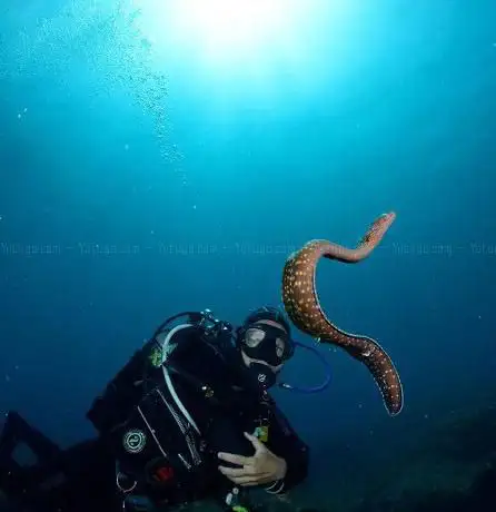 Photo de Gnu Diving Salento