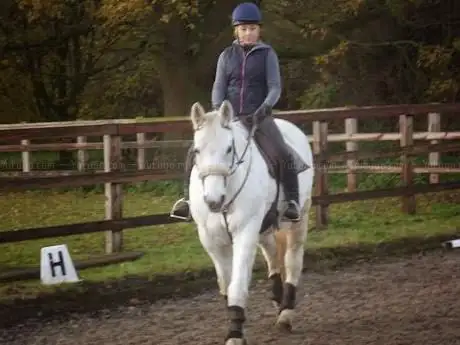 Photo de Nine Acres Equestrian Centre
