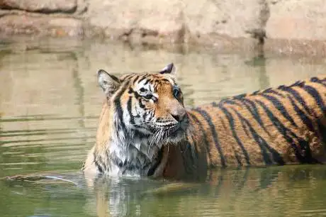 Foto de Wildheart Animal Sanctuary  Isle of Wight