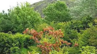 Photo de Terril De Méricourt