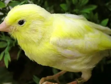 Photo de Harzer Roller-Kanarien-Museum