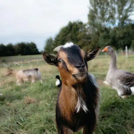 Photo de Les P'tites Mains pour Demain - Ferme d'animation et Ateliers natures