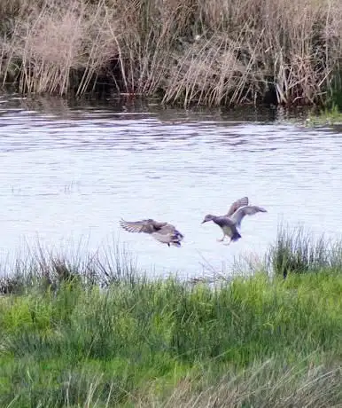 RSPB Portmore Lough