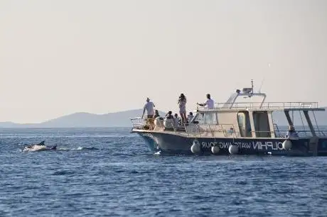 Photo de Dolphin Watching Tour - murter-trips.com
