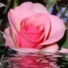 Photo de مركز شباب صفط الخمار