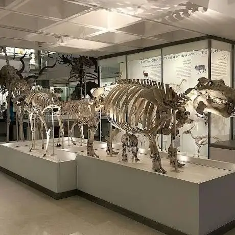 Photo de musée de zoologie de l'université de Cambridge