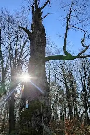 Photo de Naturdenkmal Rieseneiche (Stieleiche) - Naturschutzeule
