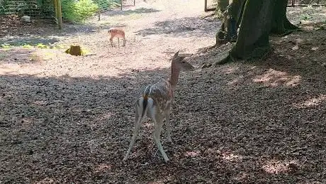 Photo de New Forest Wildlife Park