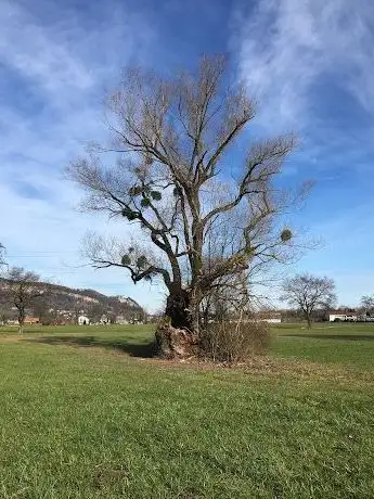 Photo de Der hohle Baum