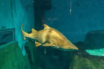 Photo de Sevilla Aquarium