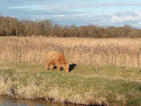Photo of RSPB Ham Wall