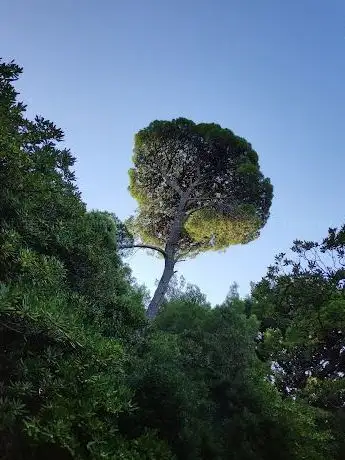 Photo de The Mighty Tree